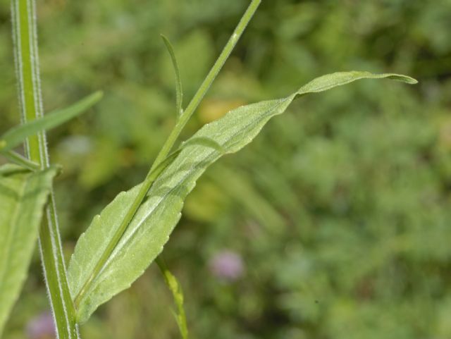 Campanula patula / Campanula bienne